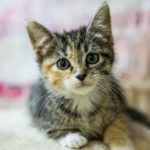 Adult Torbie and White DSH cat