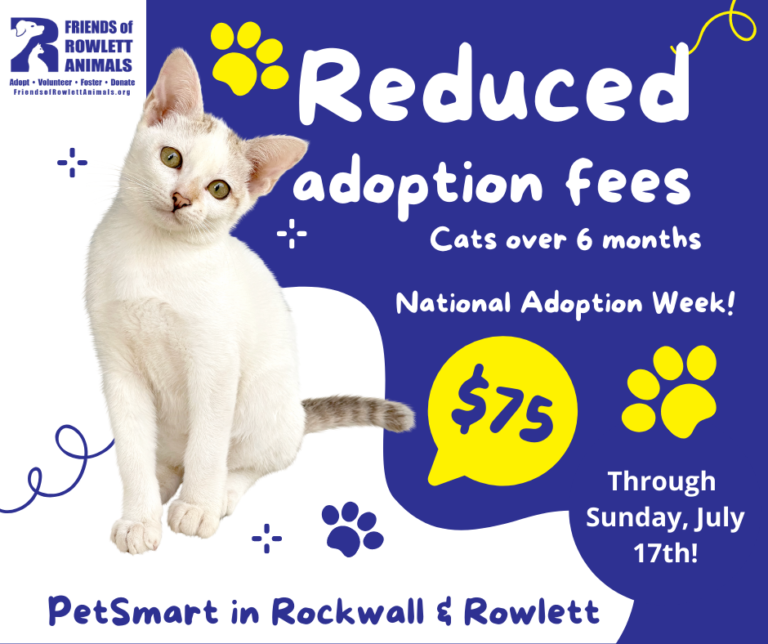 reduced-adoption-fees-for-cats-friends-of-rescue-animals