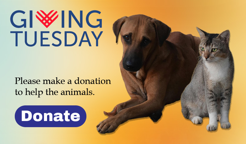 Giving Tuesday
